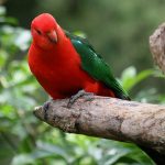 Βασιλικός παπαγάλος της Αυστραλίας