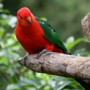 Βασιλικός παπαγάλος της Αυστραλίας