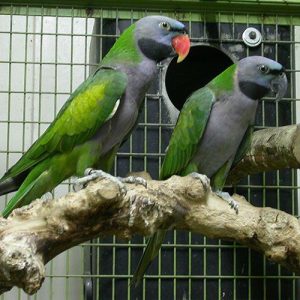 Παπαγάλος derbyan (Lord Derby's parakeet)