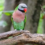 Παπαγάλος red breasted (Moustache parakeet)