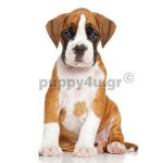 Μπόξερ | puppy4u.gr