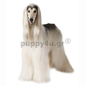 Άφγαν| puppy4u.gr