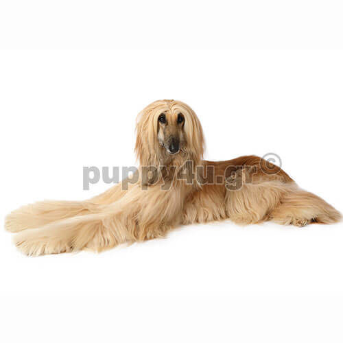 afghan hound dog