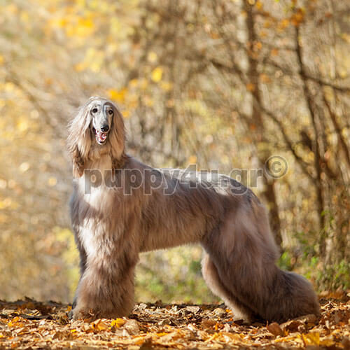 afghan hound in forest