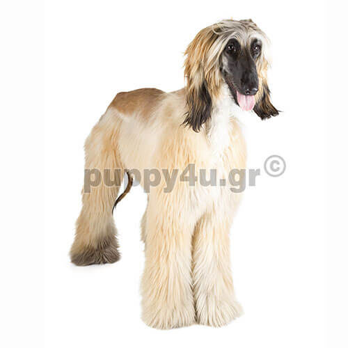 afghan hound puppy