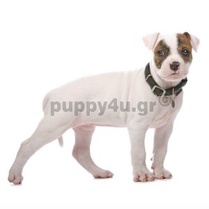 Αμερικανικό Μπουλντόγκ | puppy4u.gr