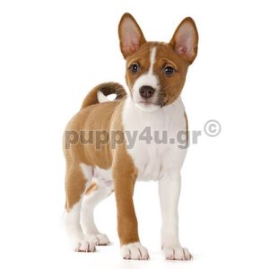 Μπασέντζι | puppy4u.gr