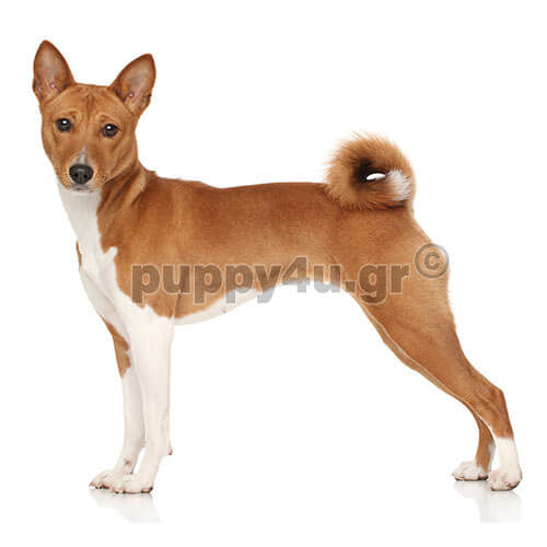 ΜΠΑΣΕΝΤΖΙ - Image 2