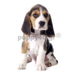 Μπίγκλ | puppy4u.gr