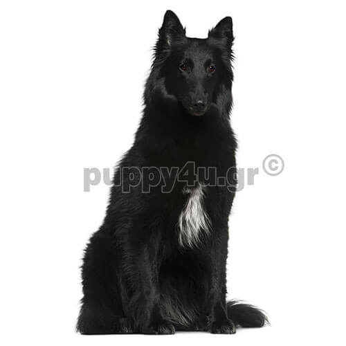 ΒΕΛΓΙΚΟ ΓΚΡΕΝΕΝΤΑΛ - Image 3