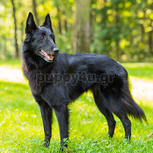 ΒΕΛΓΙΚΟ ΓΚΡΕΝΕΝΤΑΛ - Image 5