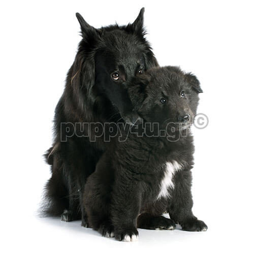 ΒΕΛΓΙΚΟ ΓΚΡΕΝΕΝΤΑΛ - Image 2