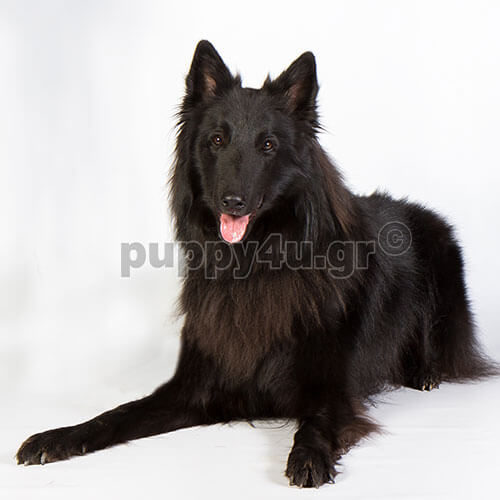 ΒΕΛΓΙΚΟ ΓΚΡΕΝΕΝΤΑΛ - Image 4