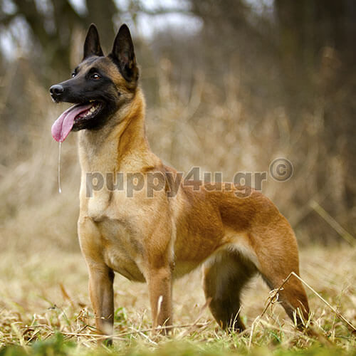 ΒΕΛΓΙΚΟΣ ΠΟΙΜΕΝΙΚΟΣ (ΜΑΛΙΝΟΥΑ) - Image 4