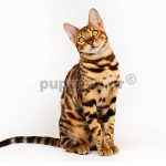 Γάτα Βεγγάλης | puppy4u.gr