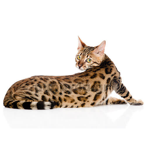 ΒΕΓΓΑΛΗΣ - Image 3