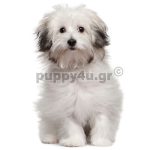 Μπιζόν Μπολονέζ | puppy4u.gr