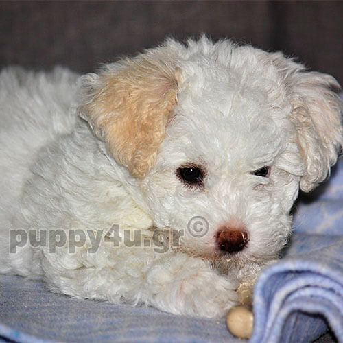 bichon bolognese dog