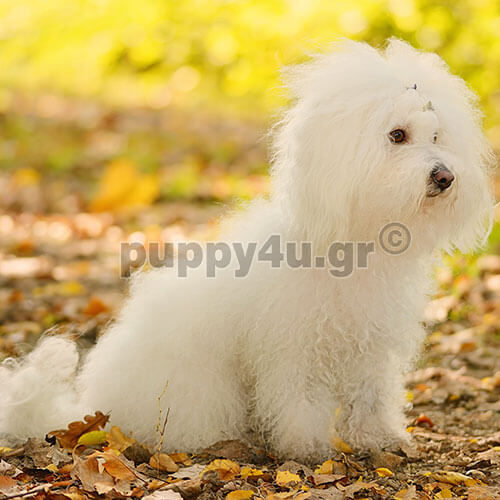 bichon bolognese in forest