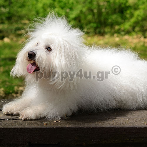 bichon bolognese puppy
