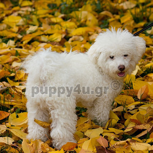 bichon bolognese white