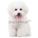 Μπισόν φριζέ | puppy4u.gr