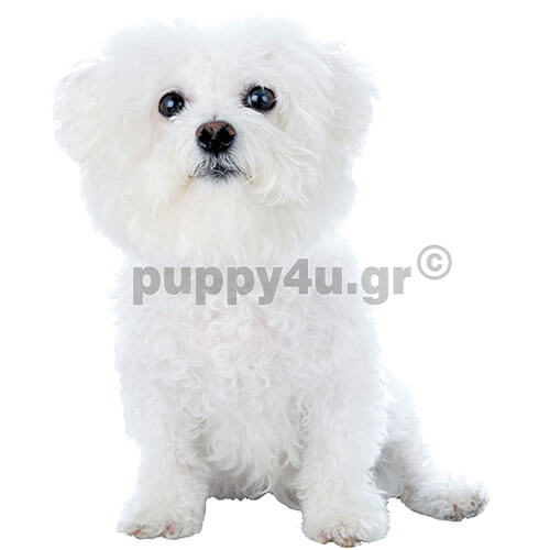 ΜΠΙΣΟΝ ΦΡΙΖΕ - Image 2