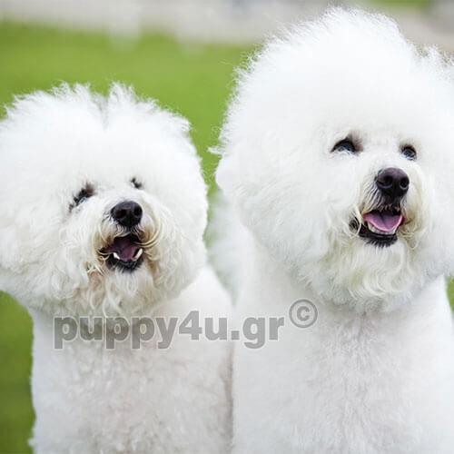 ΜΠΙΣΟΝ ΦΡΙΖΕ - Image 5