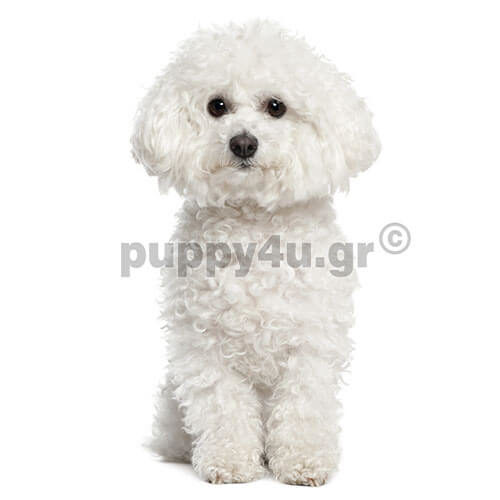 ΜΠΙΣΟΝ ΦΡΙΖΕ - Image 4