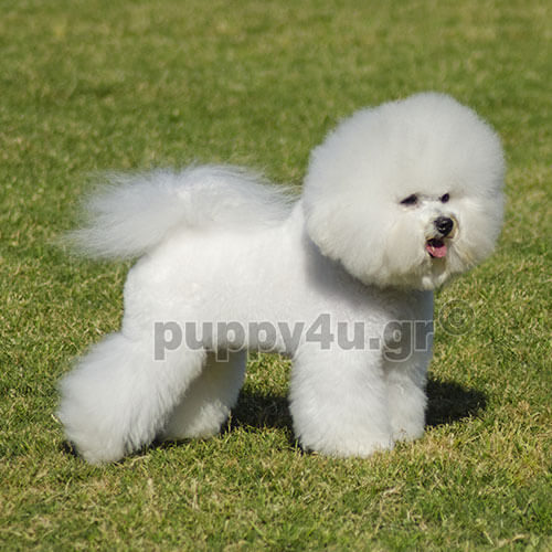 ΜΠΙΣΟΝ ΦΡΙΖΕ - Image 3