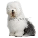 Μπομπτέιλ | puppy4u.gr