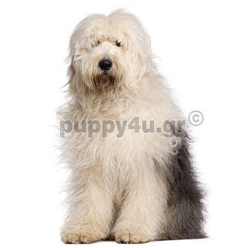 bobtail dog