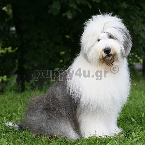 bobtail on the grass