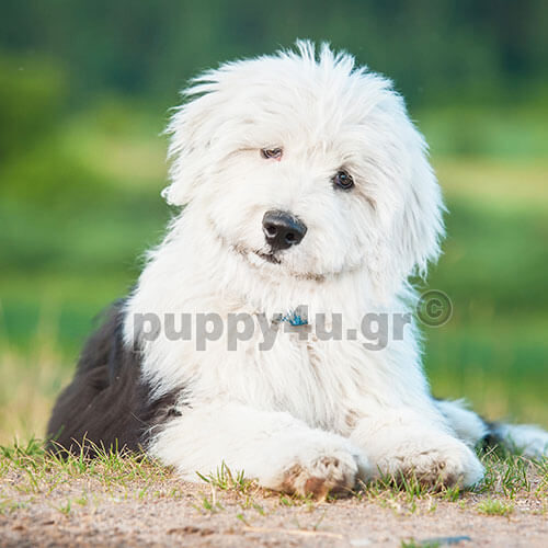 bobtail puppy