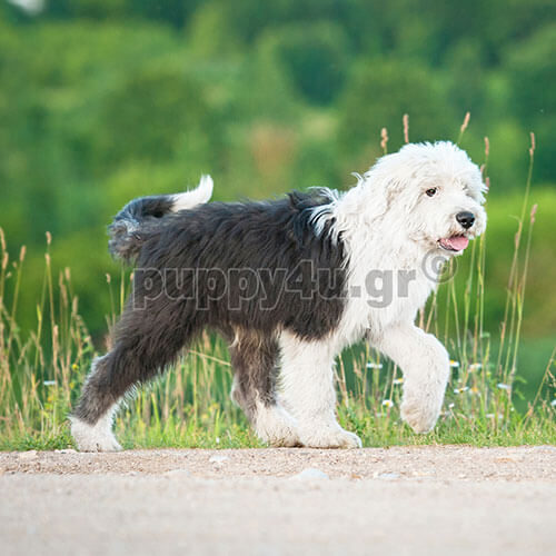 bobtail white black