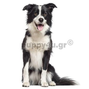 Μπόρντερ Κόλι | puppy4u.gr