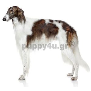 Μπορζόι | puppy4u.gr