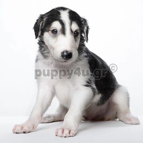 borzoi bicolour