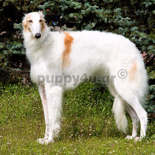 borzoi dog