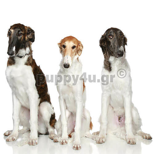borzoi group