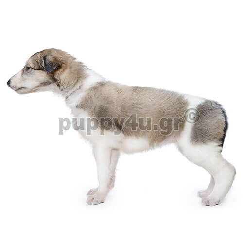 borzoi puppy