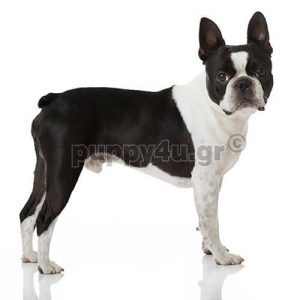 Μπόστον Τεριέ | puppy4u.gr