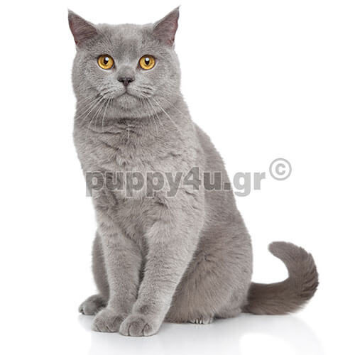 Γάτα Βρετανική Κοντότριχη | puppy4u.gr