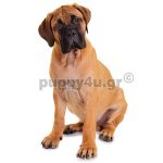 Μπούλμαστιφ | puppy4u.gr