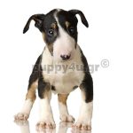 Μπούλ τεριέ | puppy4u.gr