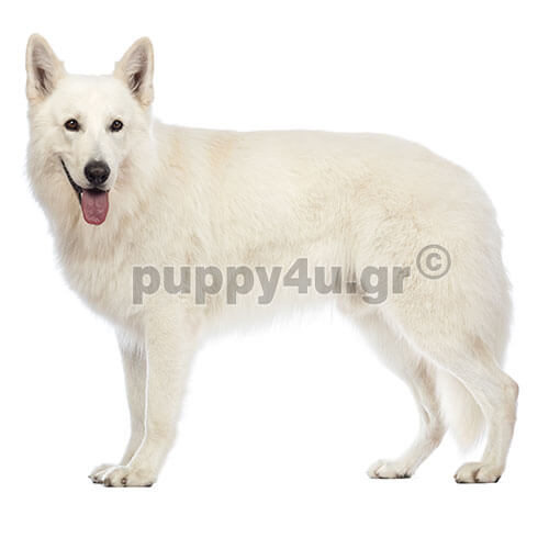 canadian,swiss shepherd dog