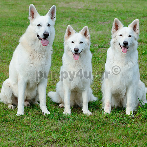 canadian,swiss shepherd group