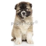 Ποιμενικός Καυκάσου | puppy4u.gr