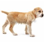 Ποιμενικός Κεντρικής Ασίας | puppy4u.gr