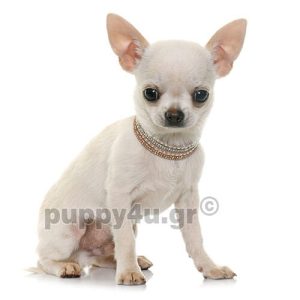 Τσιουάουα | puppy4u.gr